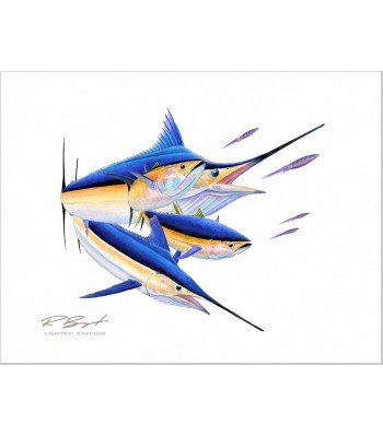 "Calcutta" Blue Marlin-White Marlin-Tuna